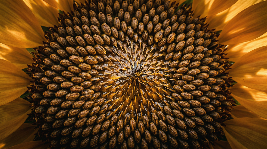 Lecitina de soya: fosfatidilcolina para memoria, hígado y membranas celulares | CellX