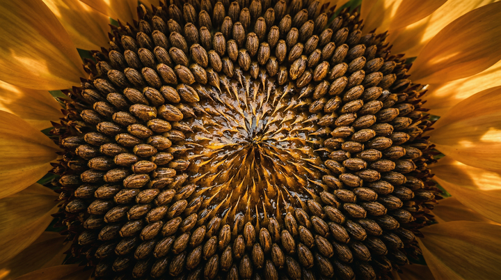 Lecitina de soya: fosfatidilcolina para memoria, hígado y membranas celulares | CellX