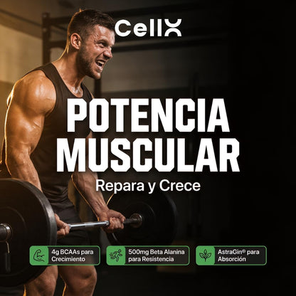 Post - Workout | BCAA 2:1:1, Glutamina y ALCAR de CellX | Mezcla para después del entrenamiento | Polvo - CellX México