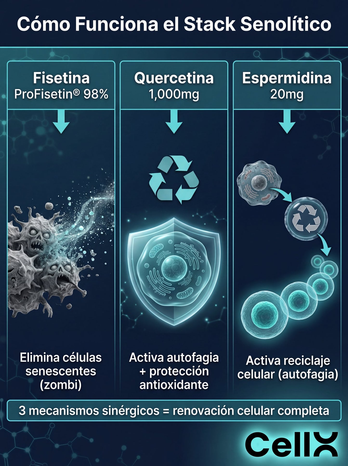 Stack Senolítico | Fisetina + Quercetina + Espermidina
