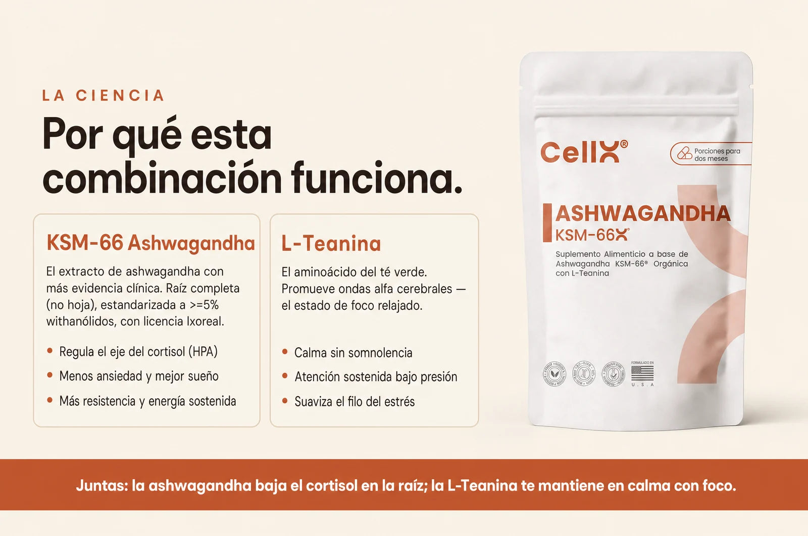 Por qué funciona: KSM-66 baja el cortisol y la L-Teanina da foco relajado